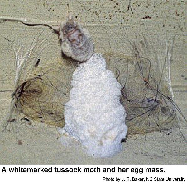 Whitemarked tussock moths lay their eggs